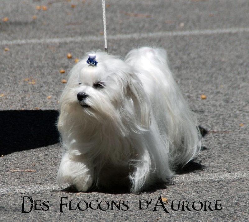 Isobelle alba du domaine de l'Aristochien