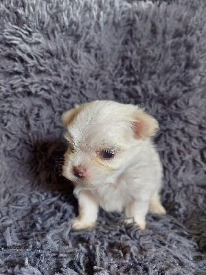 CHIOT